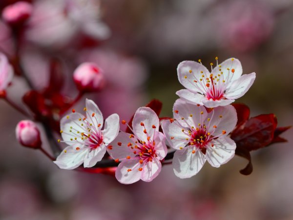 Ветка Сакуры