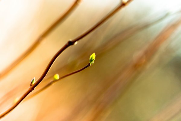 Весна макро