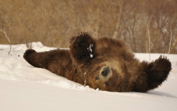 Медведь просыпается весной