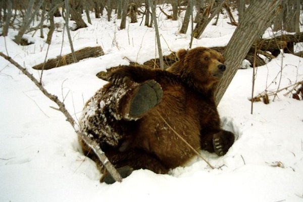 Медведь зимой в берлоге