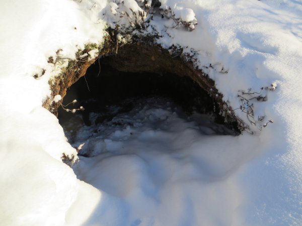 Медведь в берлоге для детей