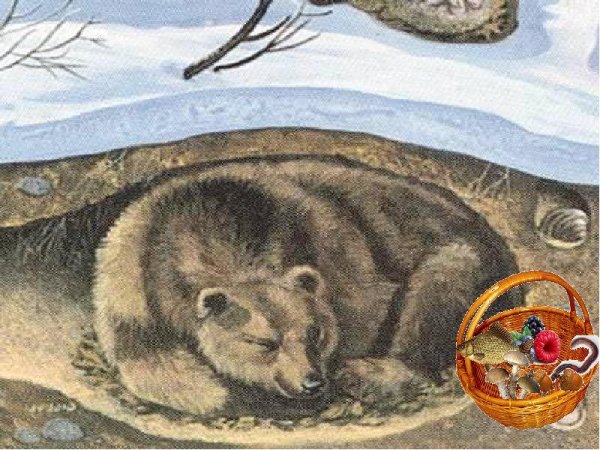 Бурый медведь в берлоге