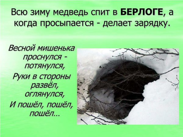 Домик медведя Берлога