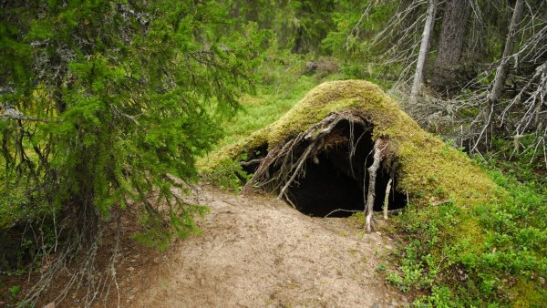 Медведи весной для дошкольников