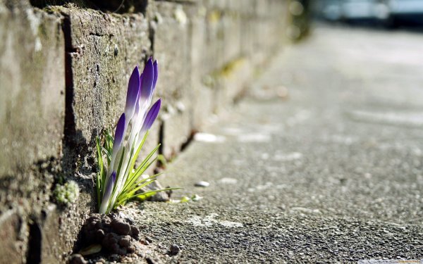 Розовые цветы в лесу