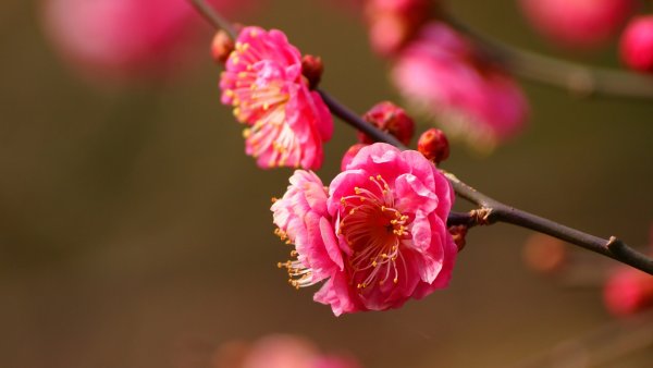 Весна капель солнце