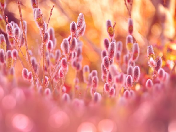 Сирень Макросъёмка