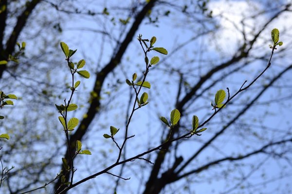 Первые листочки на деревьях