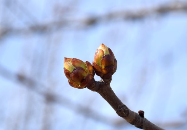 Почки тополя