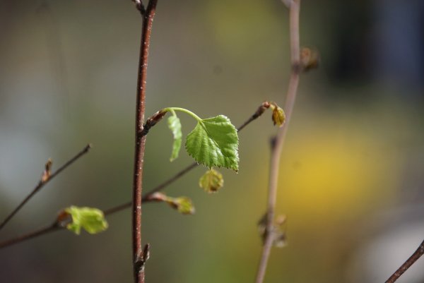 Побег березы с почками