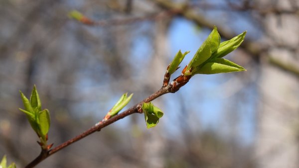 Распускание почек на деревьях