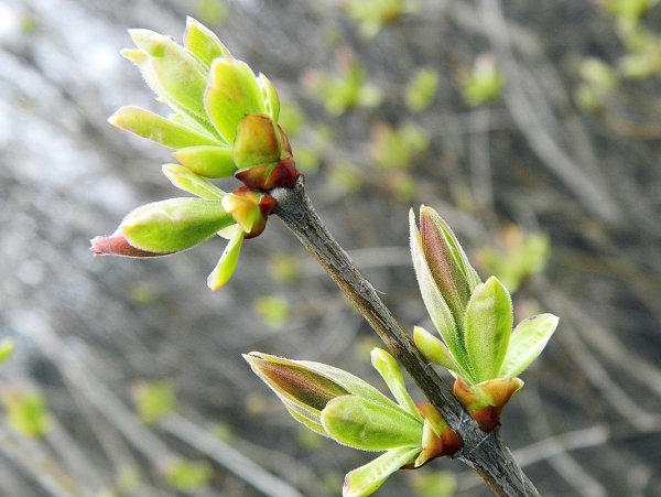 Весна распускаются листочки