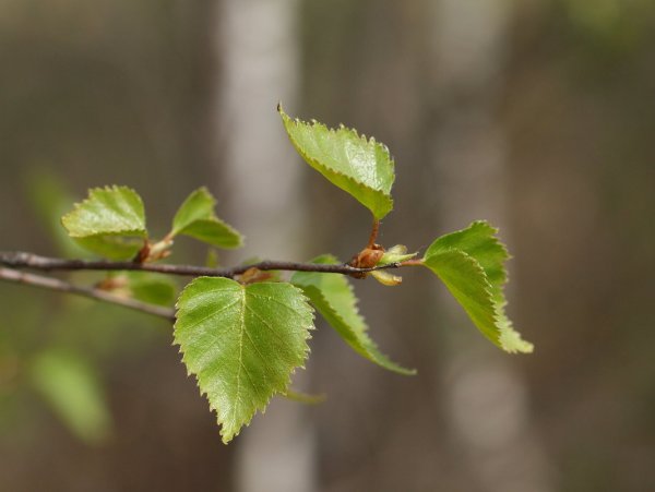 Берёза листья