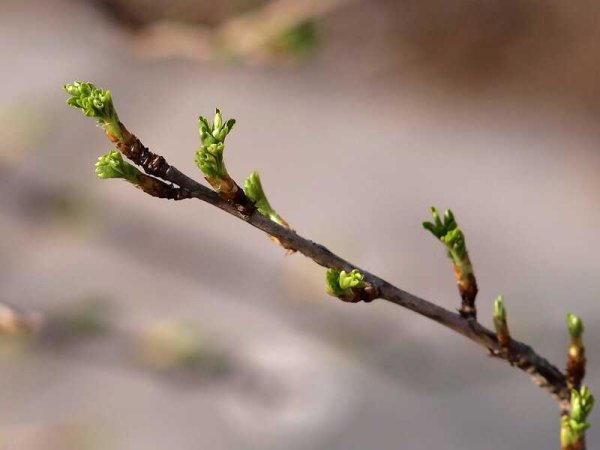 Распускание почек у яблони