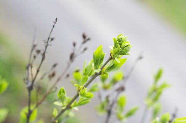 Весенняя веточка