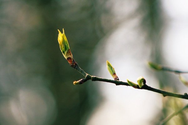 Тополь липкие почки