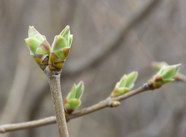 Весна почки распускаются