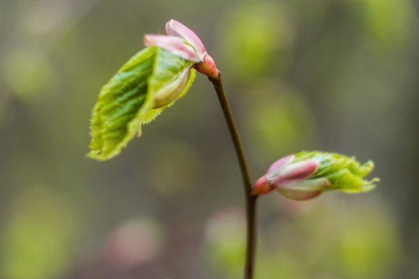 Первые нежные листочки