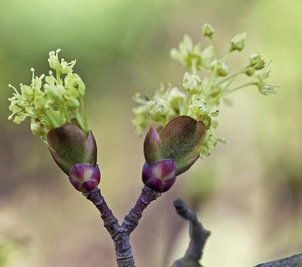 Сирень обыкновенная завязь