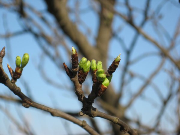 Почки на деревьях весной