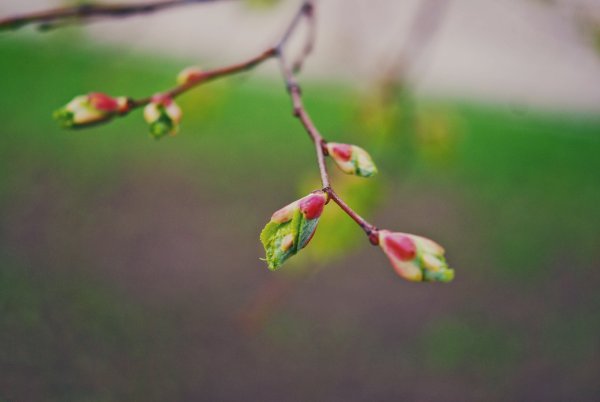 Веточка с распускающимися листочками