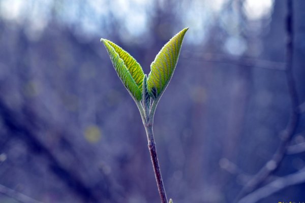 Весна первые листочки