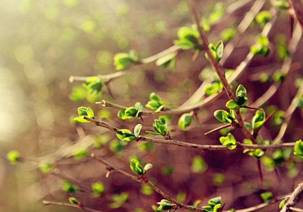 Распускание берёзовых почек