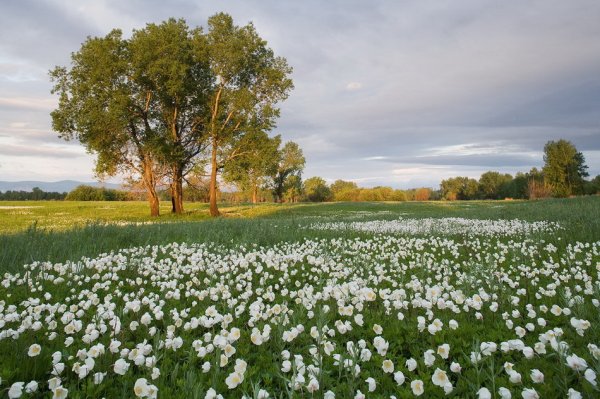 Река берёза Тверская область