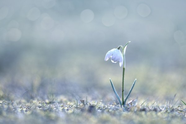 Подснежники фон