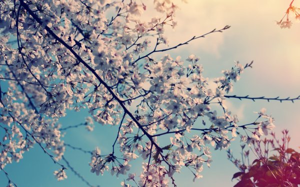 Весенний фон