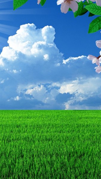 Природа цветы