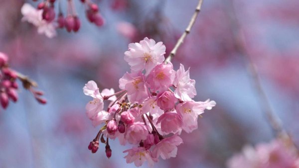 Сакура дерево