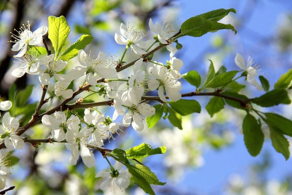 Да здравствует Весна