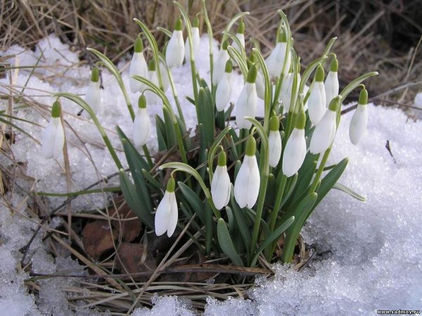 Бойчечак Гули
