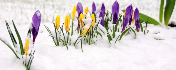 Апрель Подснежник