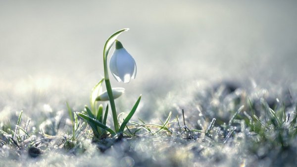 Подснежники под снегом