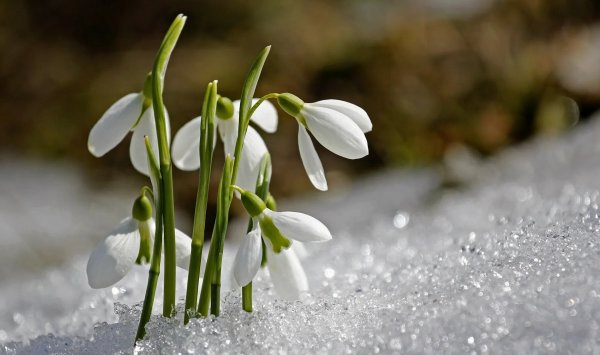 Дряква подснежники первоцветы