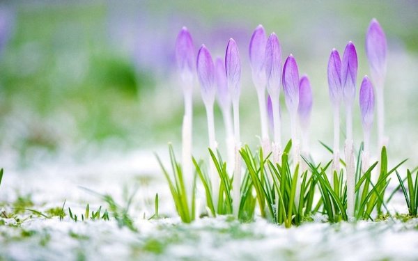 С добрым утром Весна