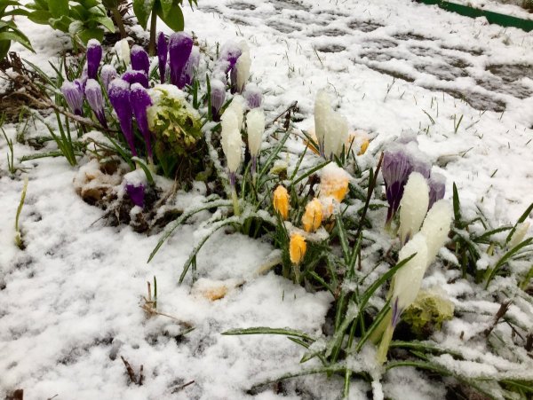 Открытки с первым днем весны