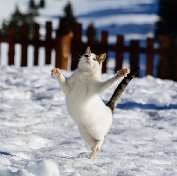 Коты радуются весне