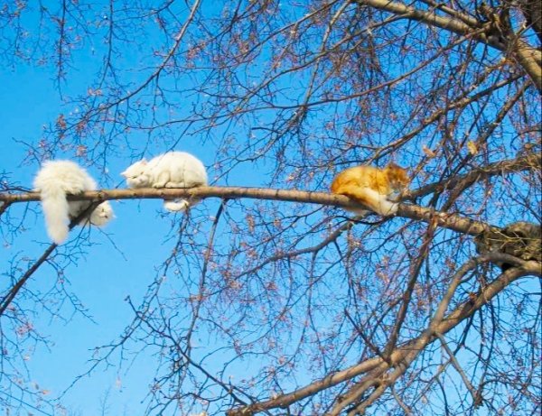 Весенние приколы и шутки