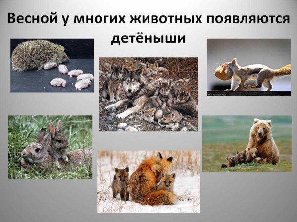 Животные весной для детей