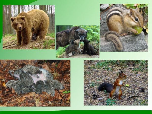 Сезонные изменения у животных