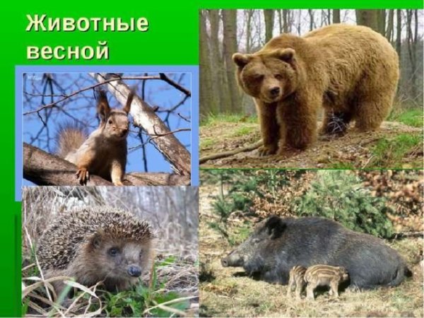 Жизнь животных весной