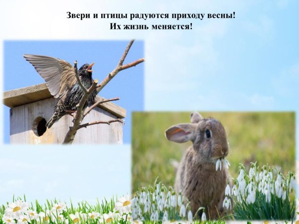 Животные и птицы весной