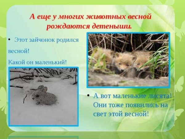 Весной появляются Детеныши