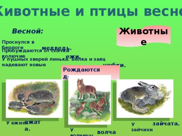 Жизнь животных весной для детей