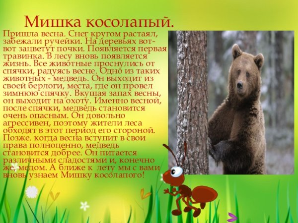 Сочинение на тему медведь