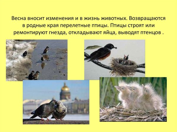 Весенние явления в жизни животных