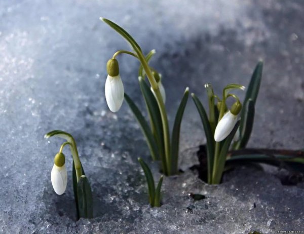 Поздравление с первым днем весны